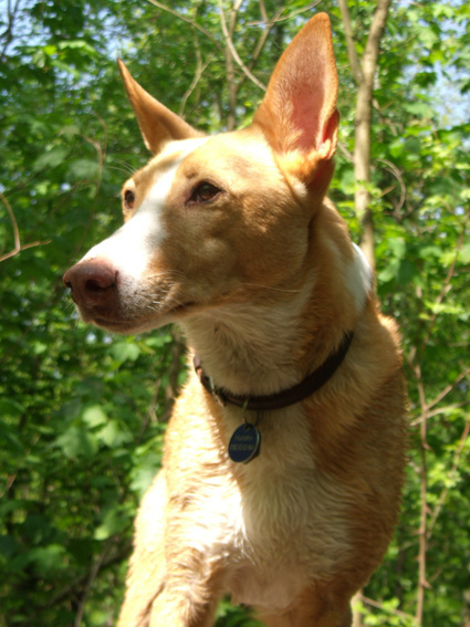 Podenco Hurohn