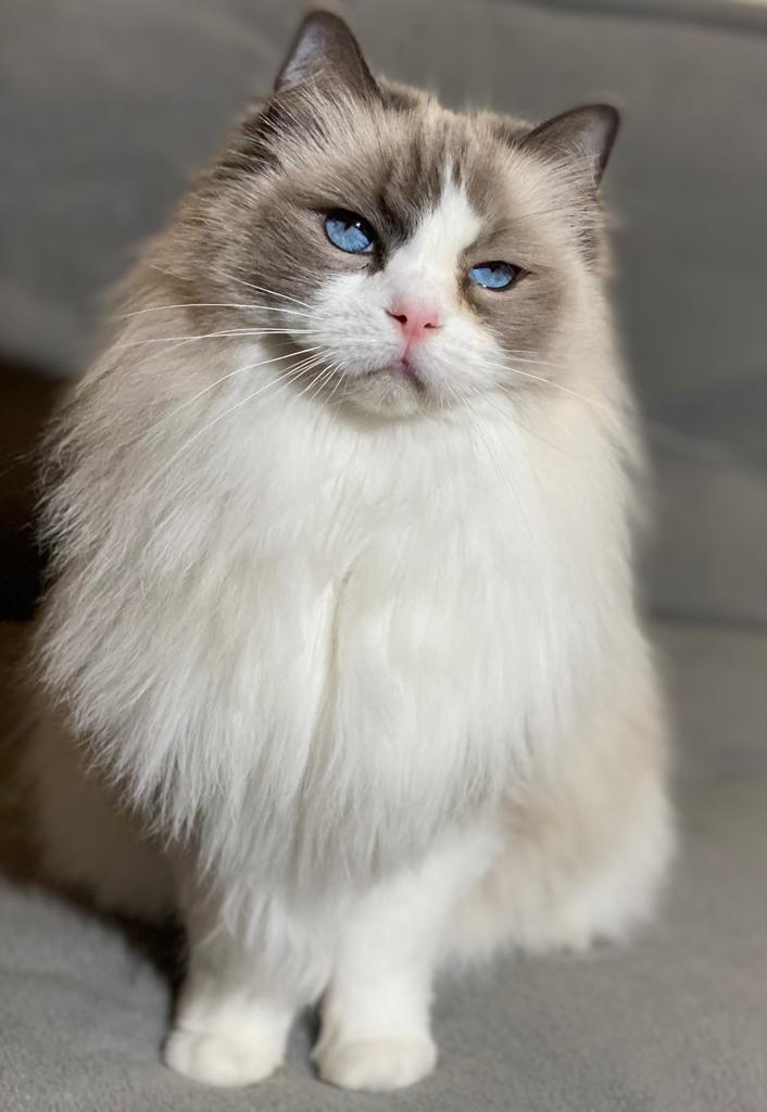 Ragd-Desiree-ekkifant-filmkatze