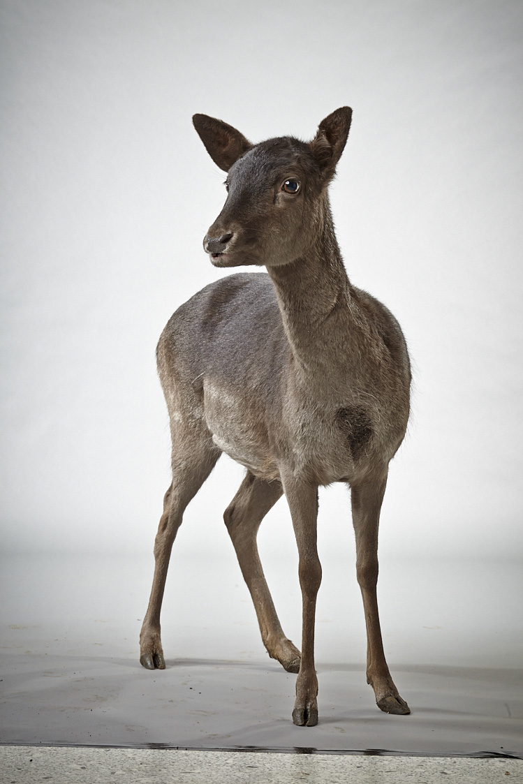 Deer Schoko