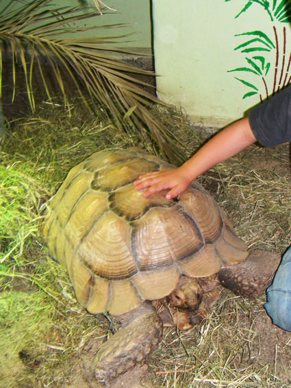 Riesenschildkröte