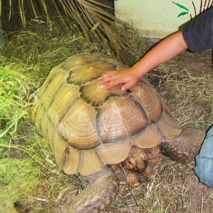 Giant tortoise