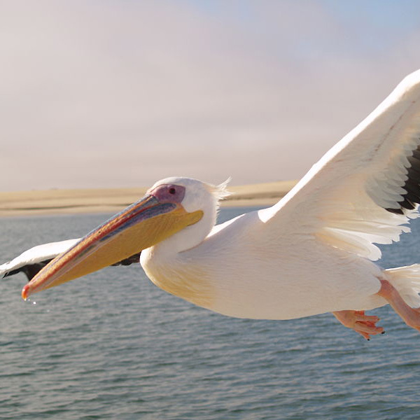 Pelican Rosa