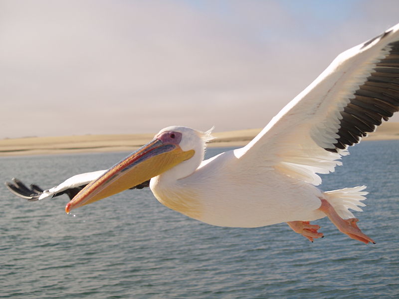Pelican Rosa