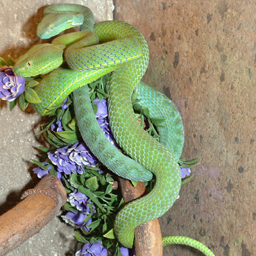 Asian pitviper