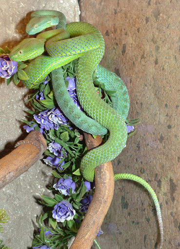 Asian pitviper