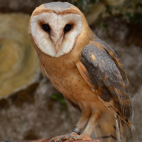Barn owl Rosalie