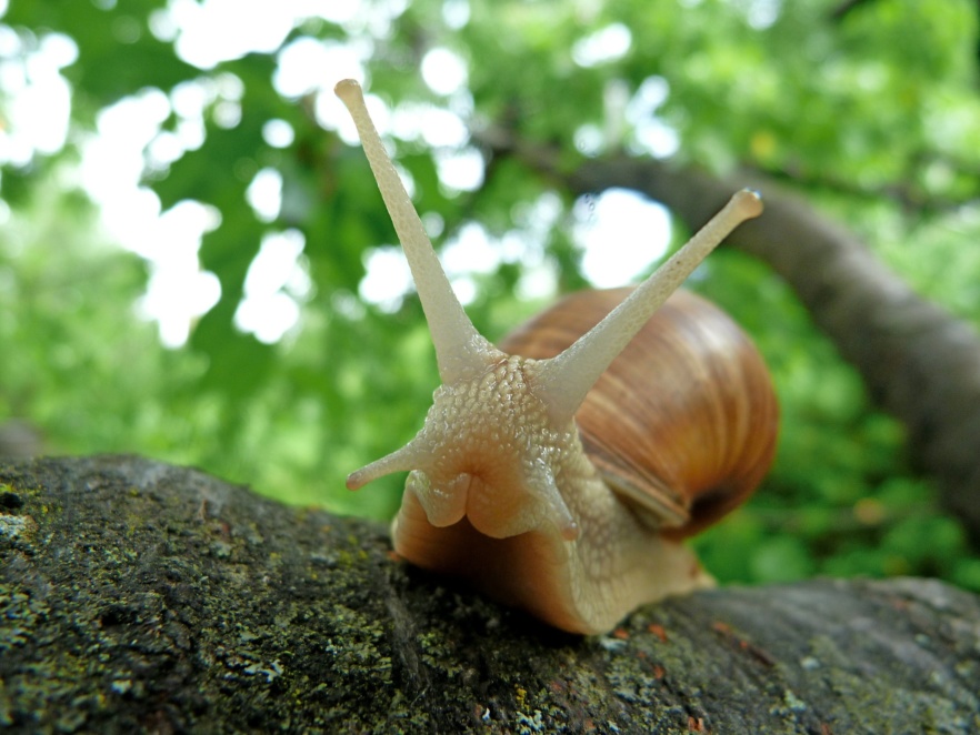 Edible snail