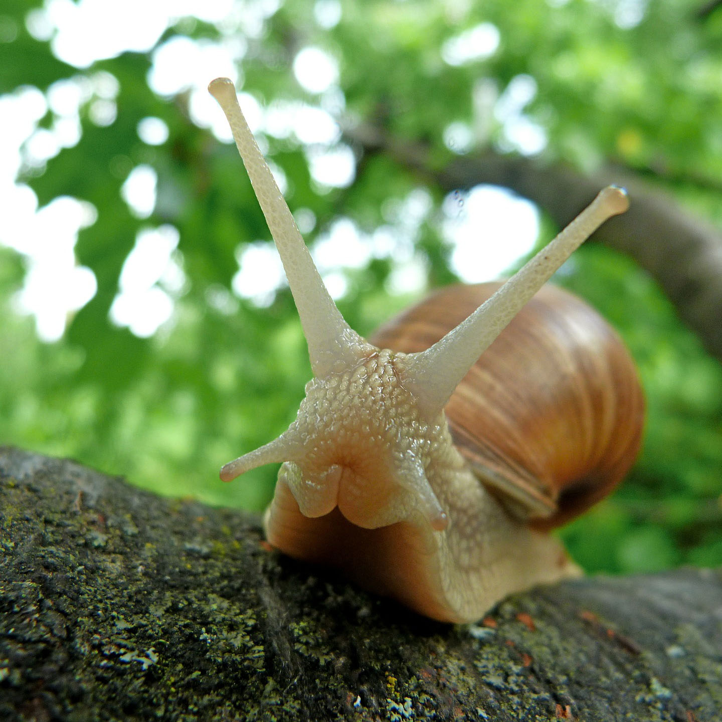 schnecke