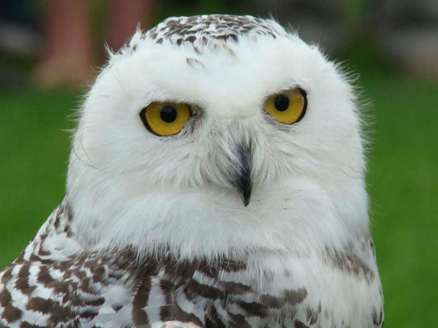 Snowy owl Naja