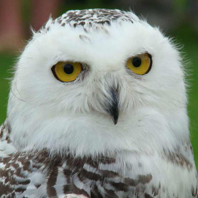 Snowy owl Naja