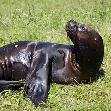 Sealion Fiffi