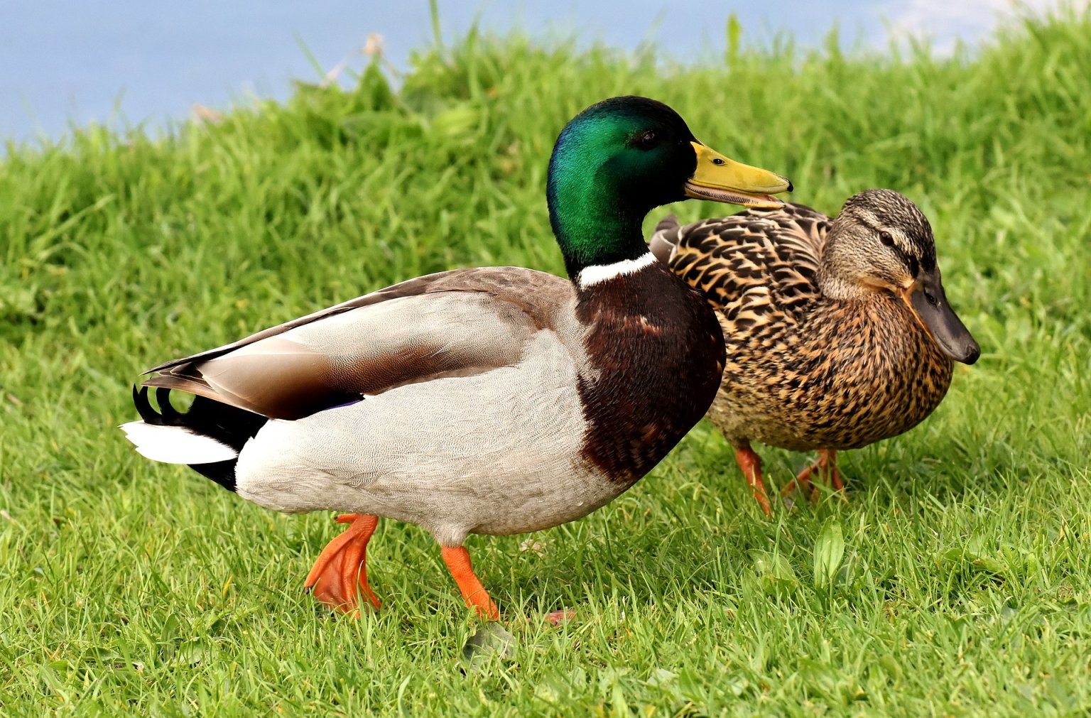 Stockenten_ekkifant_Bsp_2