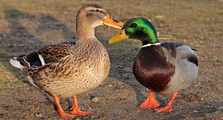 Mallard ducks