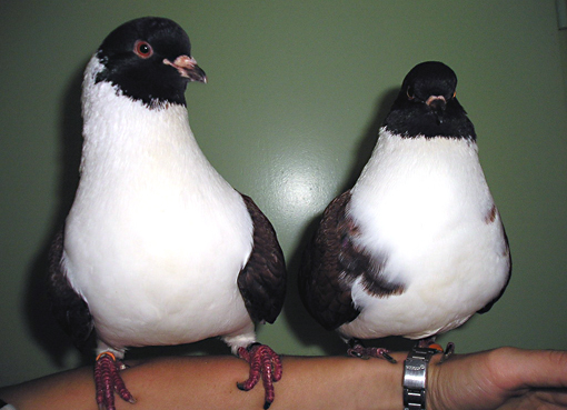 Tauben Lilli und Polly