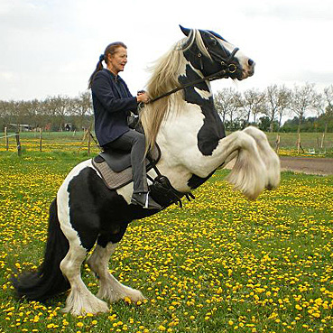 Tinkerhengst Blue Pepper