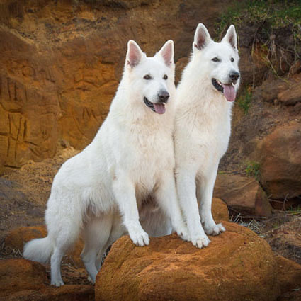 Weiße Schäferhunde Rico und Ben