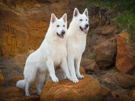 Weiße Schäferhunde Rico und Ben