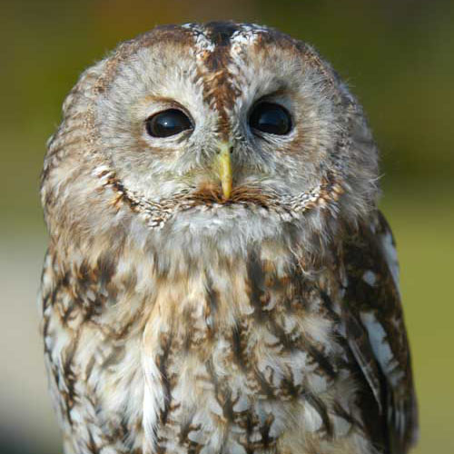 Brown owl Waldi