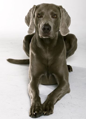 Weimaraner Finn