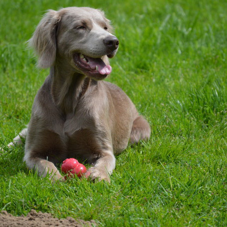 Weimaraner Wes