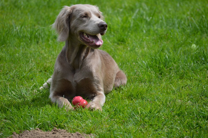 Weimaraner Wes