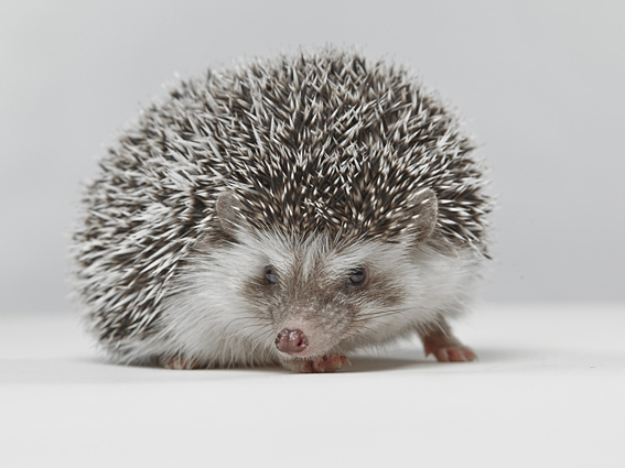 Pygmy hedgehog Igor