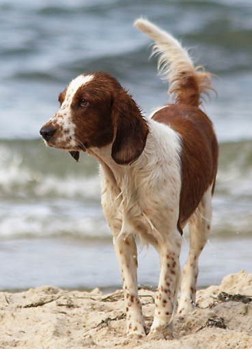 Welsh Springer Spaniel Amy Ekkifant Agency For Animals