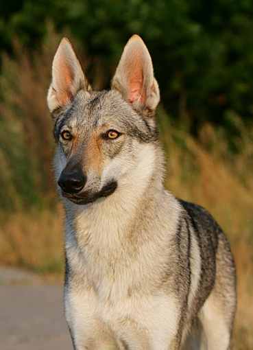 Alsatian Shani