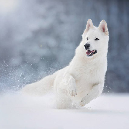 Weißer Schäferhund Merlin