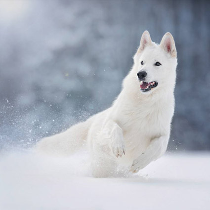 White Shepard Merlin