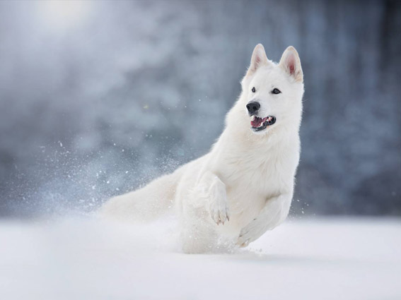 Weißer Schäferhund Merlin