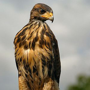 Harris' hawk Theo