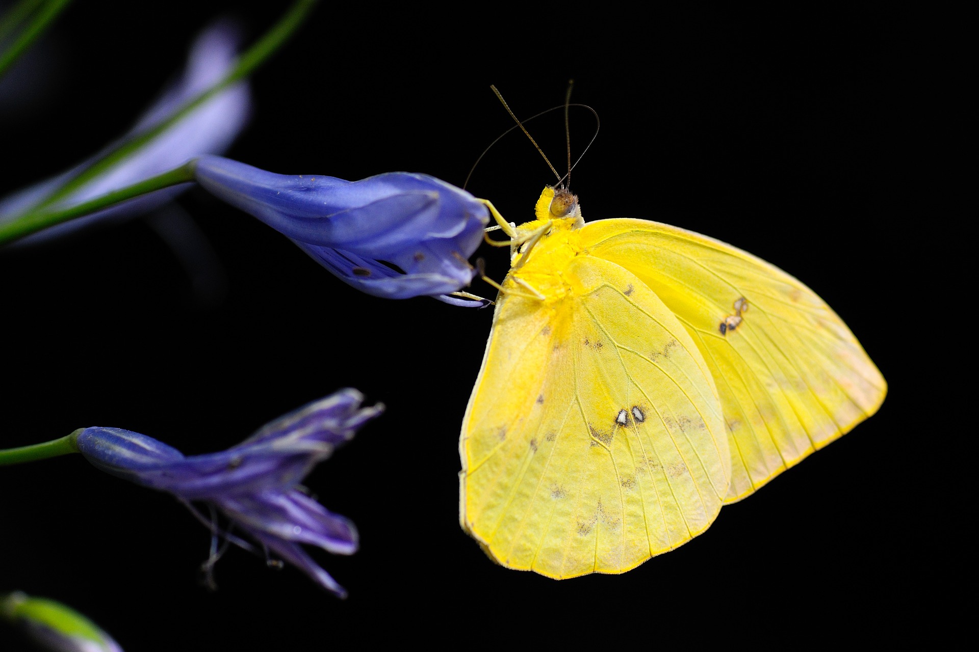 Brimstone butterfly Zitronenfalter