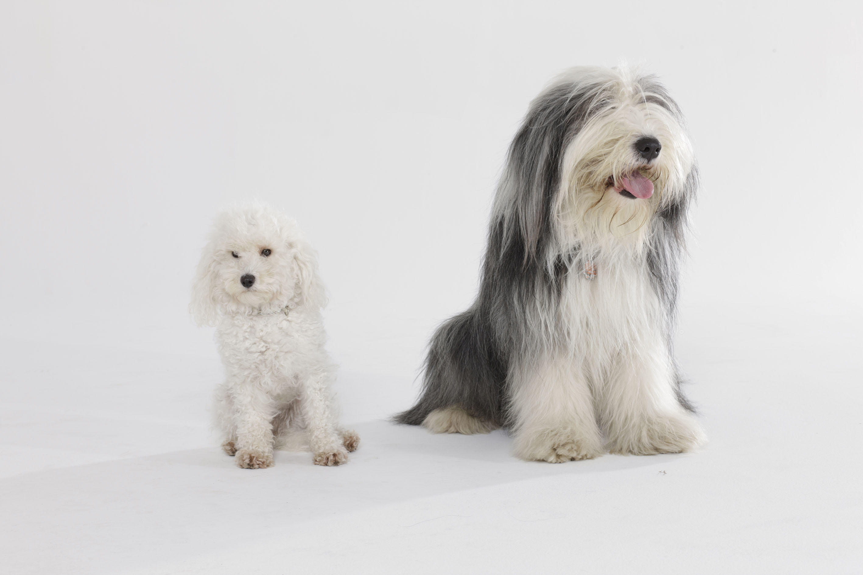 Zwergpudel Marie und Bobtail