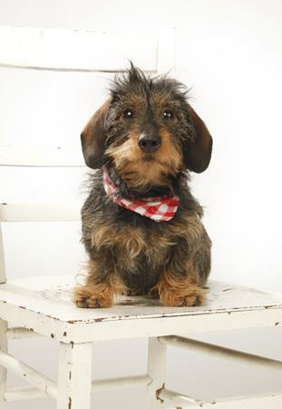 Zwergteckel Little Honey