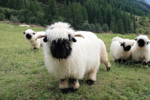 Welsh black nose sheep