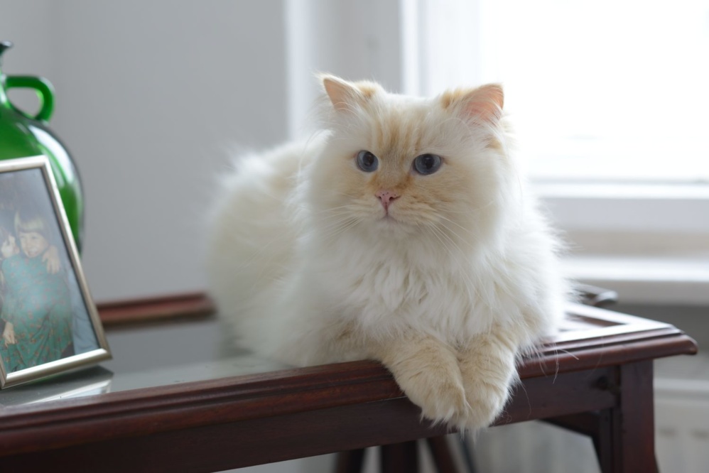 Ragdoll Perser Mix Was Für Ein Charakter www.ekkifant.de