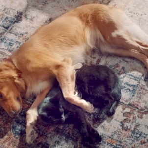 Cuddling with Retriever Cookie & Cat Manni