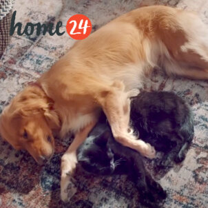 Home24cookie und Manni Kopie