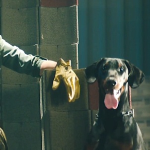 Dobermann Hündin Whizz Kid packt mit an