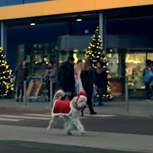 HO HO HO with Golden Doodle Yoda