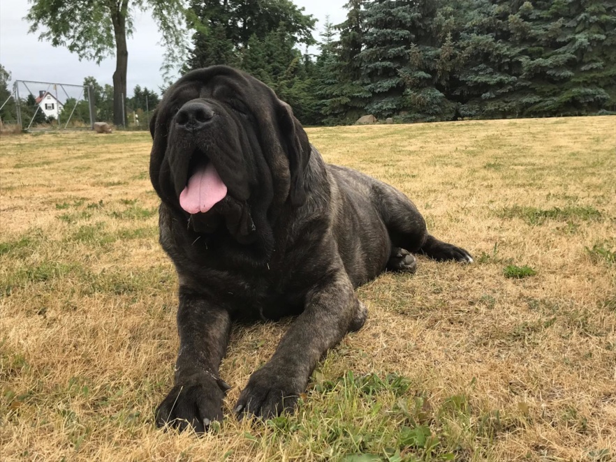 Mastiff Leo