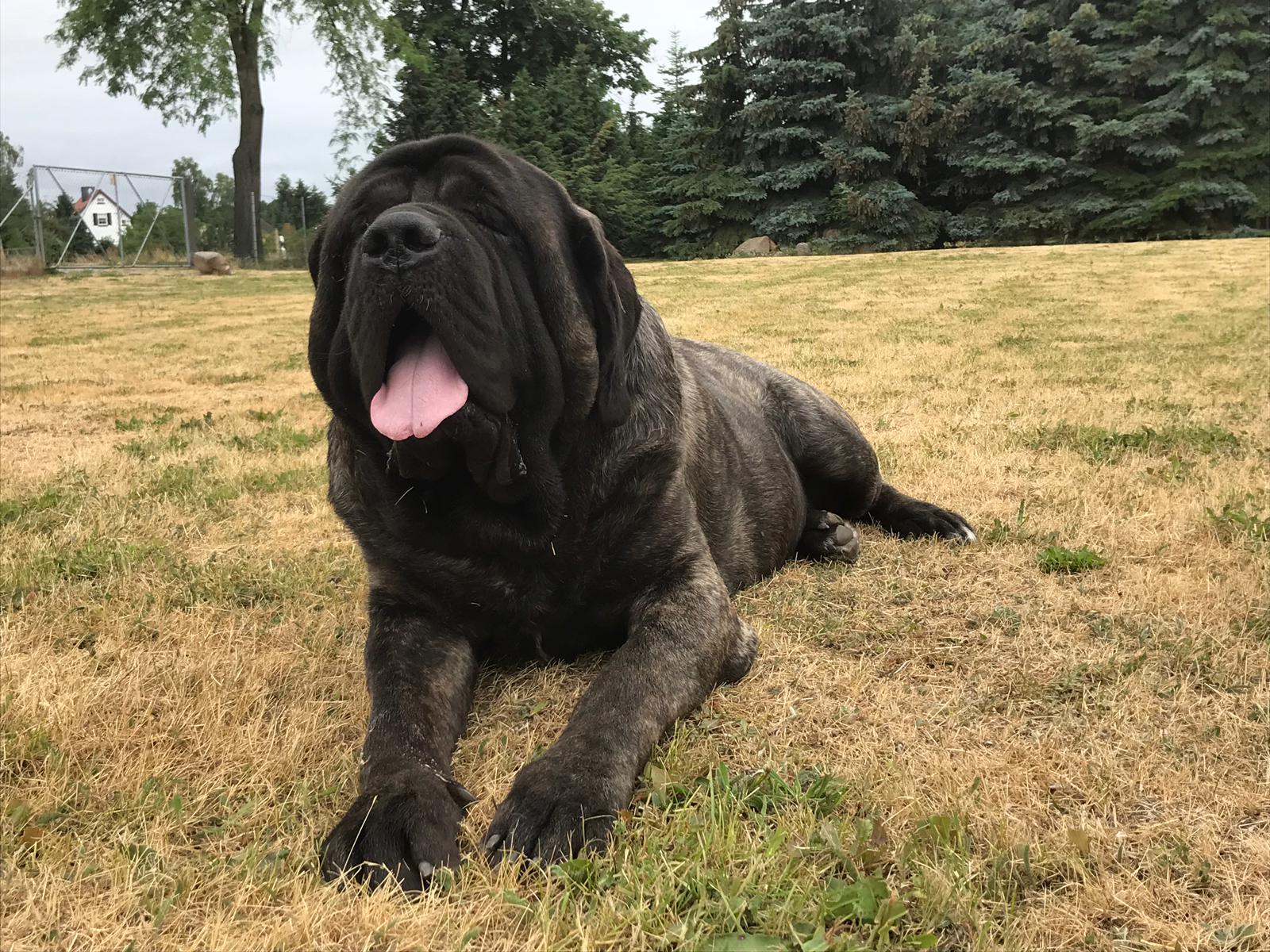 Mastiff-Leo02Wie120kg