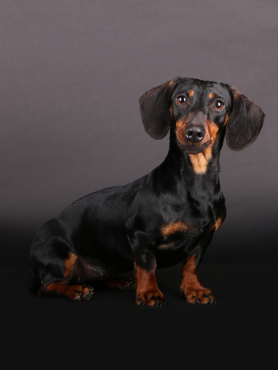 Dachshund Tiny 026ZwergDackTiny12Bru