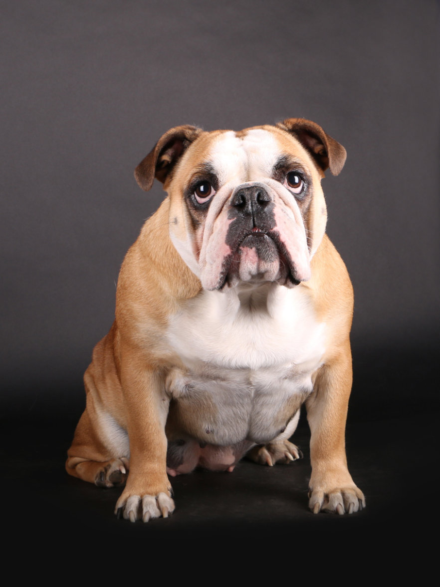 Englische Bulldogge Hedwig Ekkifant Agentur Fur Tiere