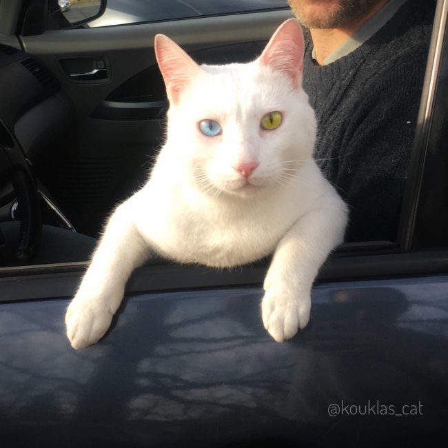 133HK-Kouklos02Gow_n