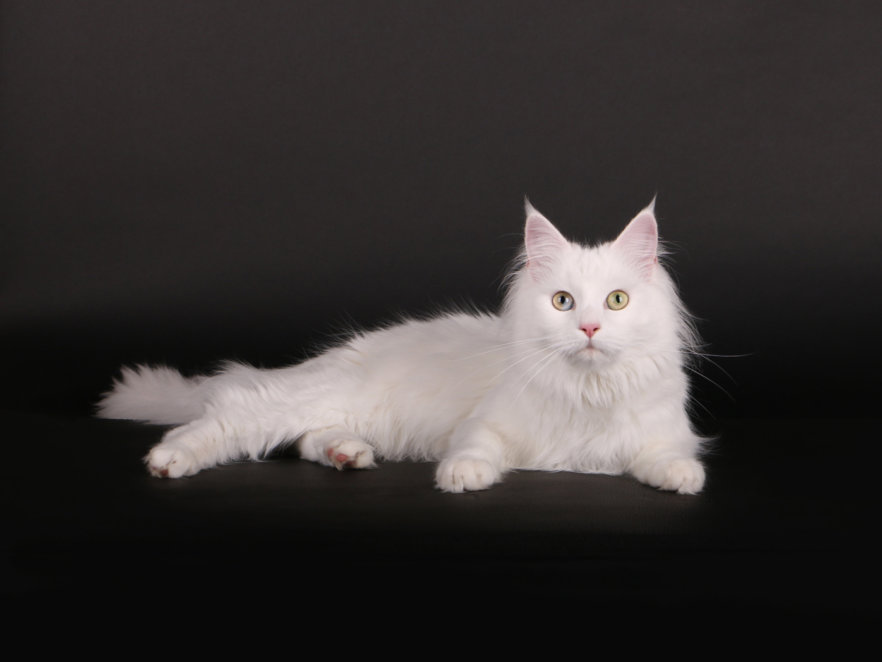 136MaineCoon-Lulu02Bru