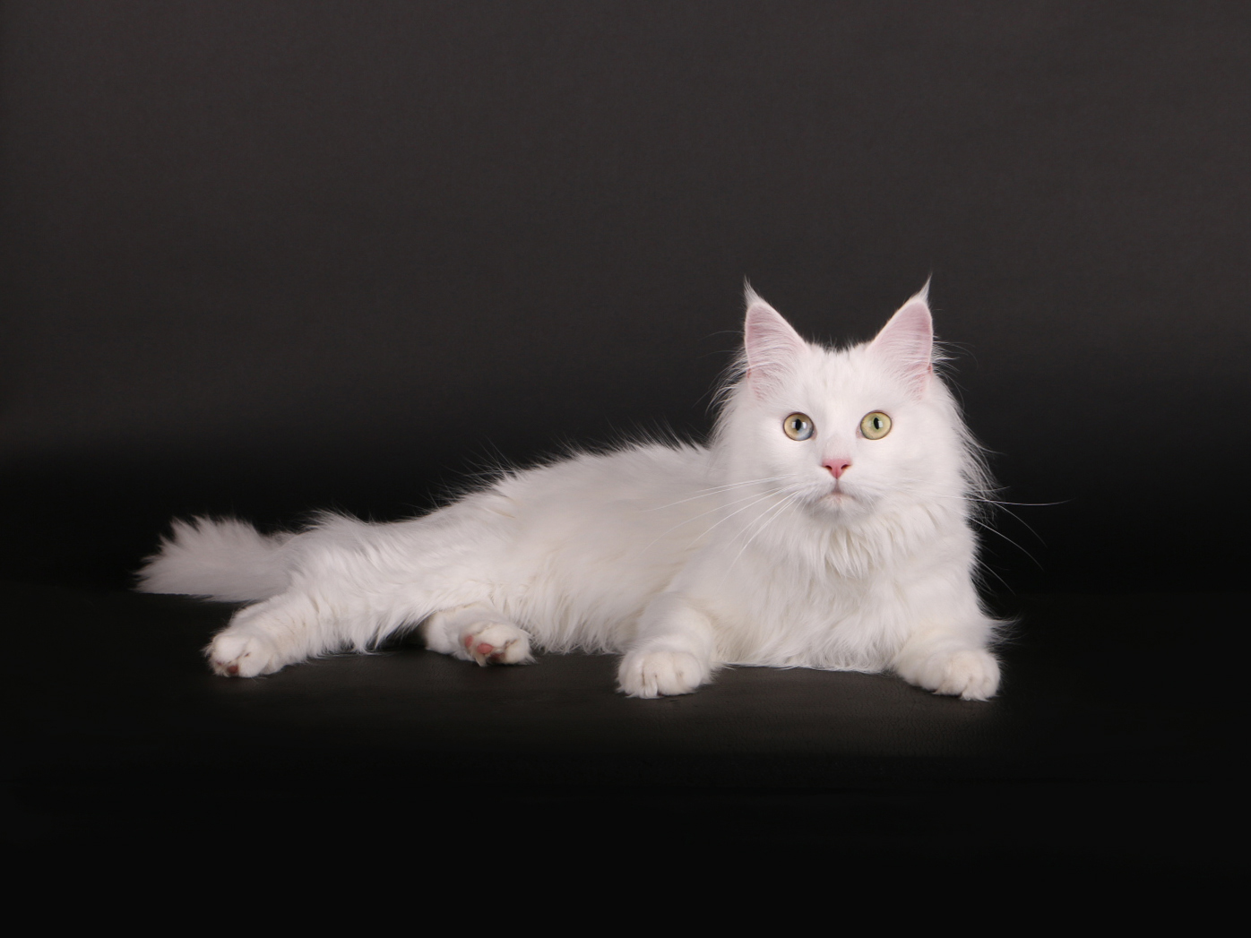 136MaineCoon-Lulu02Bru