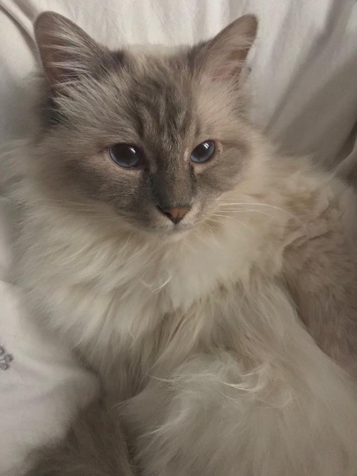 139HlgBirma-Ludwig01BRE