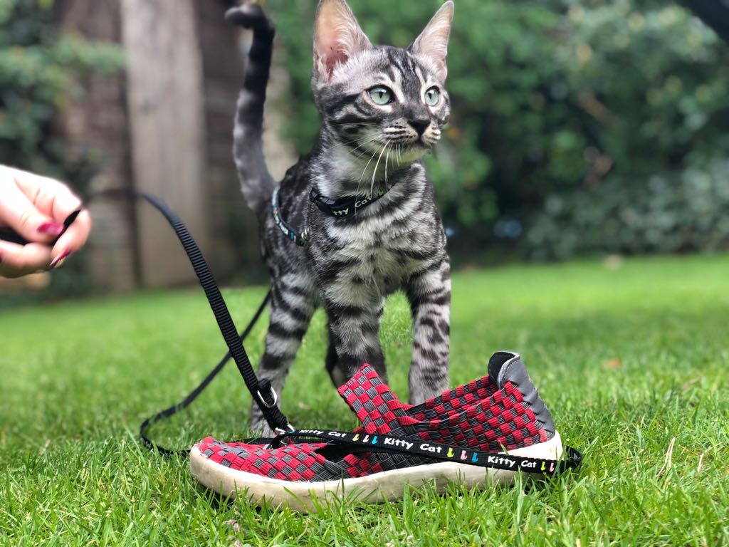 Bengale Eddie 233Bengal-Eddie01Rud_n